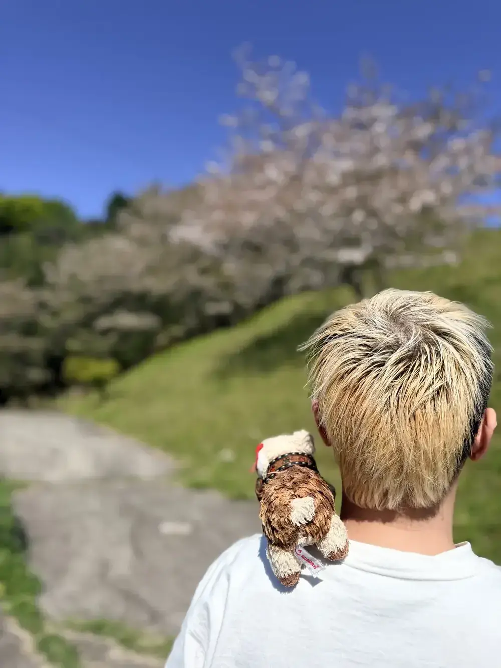春の桜の下、うりぼのぬいぐるみを肩に乗せて歩く